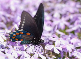 Pipevine Swallowtail butterfly feeding on purple flowers in early spring