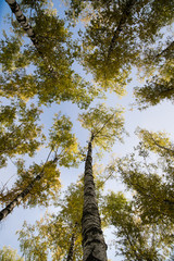 Fototapeta premium Blue sky. Crones of trees. Birch Grove. Green trees.