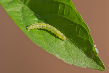 Obraz premium Leafroller caterpillar on a green leaf