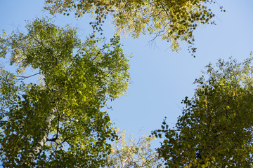 Blue sky. Crones of trees. Birch Grove. Green trees.