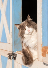 Diluted calico cat sitting on a half door of a blue barn, peeking out at the viewer