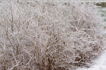 Ice-covered branches of a Bush after freezing rain
