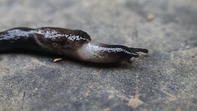 Black and white slug