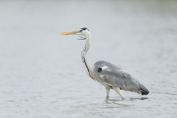 Graureiher, Grey heron, Ardea cinerea