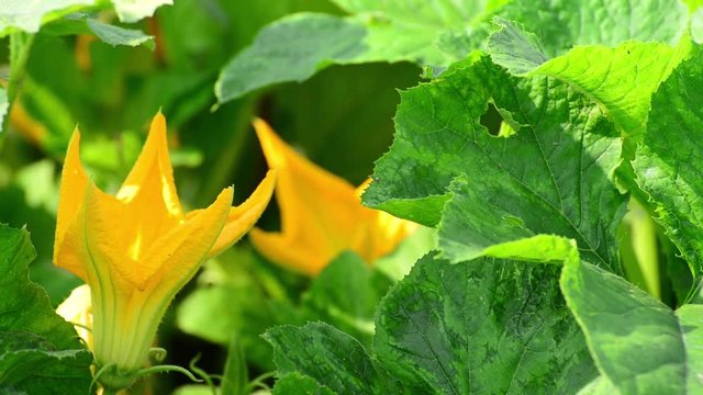 Pumpkin Flower closeup