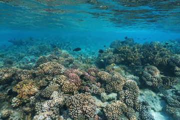 Naklejka na ściany i meble Coral reef under the sea in shallow water, natural scene, Pacific ocean, Rangiroa, Tuamotu, French Polynesia 