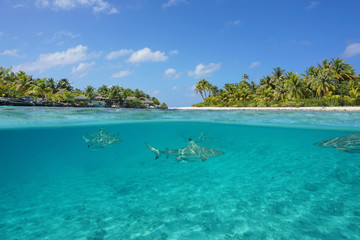 Fototapeta na wymiar Half above and half below view of a tropical island with a vacations resort and blacktip reef sharks underwater, Tikehau atoll, Pacific ocean, French Polynesia 