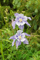 Colorado Blue Columbine Wildflowers