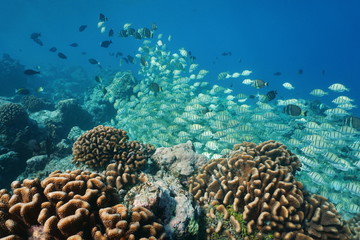 Fototapeta na wymiar Underwater school of fish, mostly convict surgeonfish, with corals on the ocean floor, Rangiroa, Tuamotu, Pacific ocean, French Polynesia 