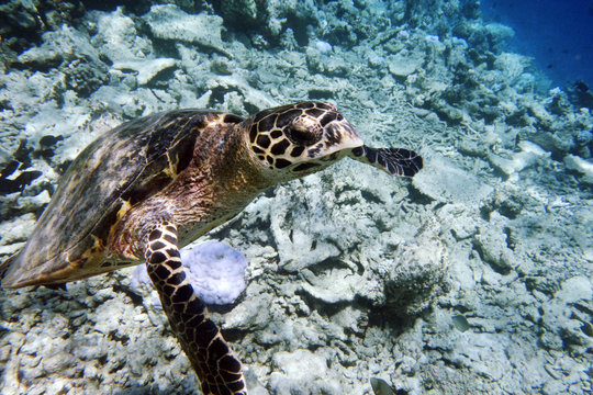 Meeresschildkröte beim auftauchen, Malediven