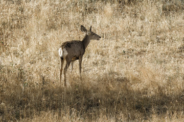 White tail deer walking in grass.