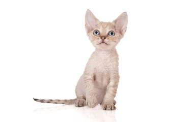 adorable devon rex kitten on white