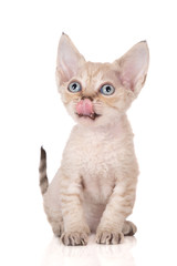 adorable devon rex kitten on white