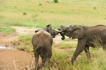Naklejka na ściany i meble two young elephants playing crossing their trunks in Masai Mara, Kenya