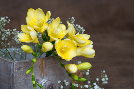 Freesien (Freesia)