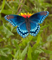 Red Spotted Purple Admiral Butterfly feeding on Indian Blanket flower