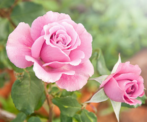 Fototapeta premium Beautiful pink rose in a garden