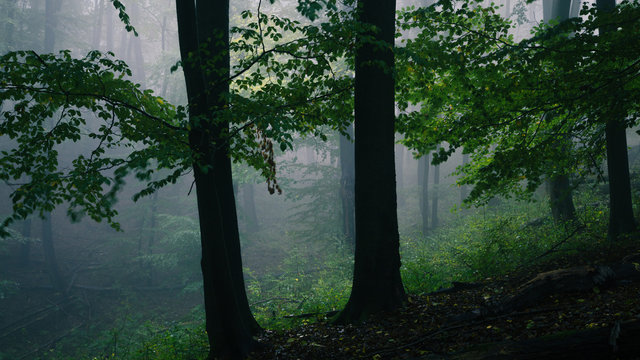 Zwei alte Bäume umhüllt von Nebel im Wald