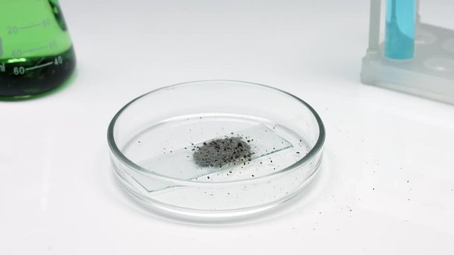 Scientist burn pile of magnesium powder in petri dish with match