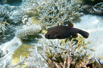 Weißgepunkteter Kofferfisch am Korallenriff, Malediven