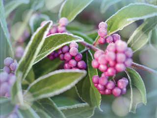 
Frost dusts a beautyberry (Callicarpa dichotoma).