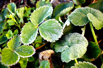 
Frost on the leaves of a strawberry plant.