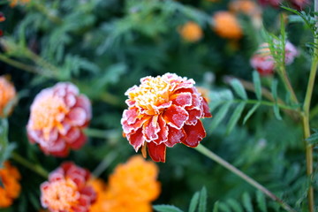 
Frost dusts a Marigold