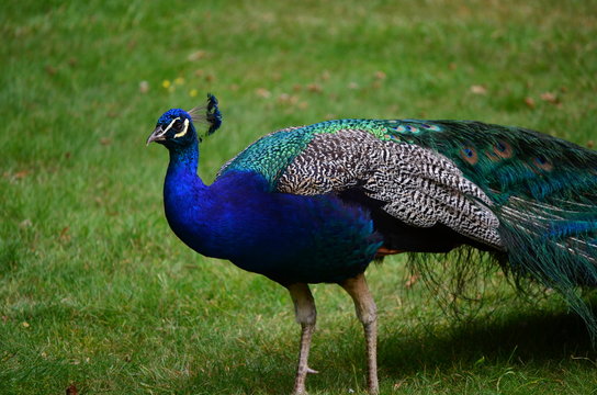 Male Peacock with feathers down