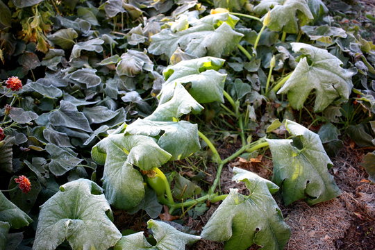 Frost damage in the vegetable garden.