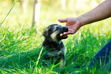 puppy breed German Shepherd © deviddo