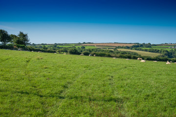 Verdant grassland with sheep, bushes and a clear blue sky near St Issey in north Cornwall.
