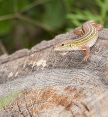 Six-lined Racerunner whiptail camouflaged on a tree stump
