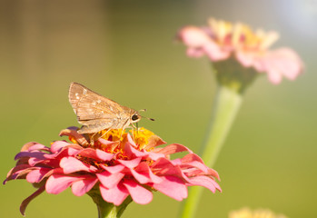 Tiny Skipper Butterfly feeding on a pink Zinnia against green background
