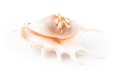Seashell isolated on white background. Top view.