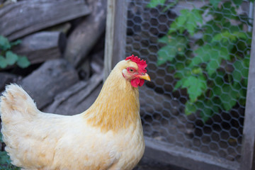 Buff Orpington Chicken