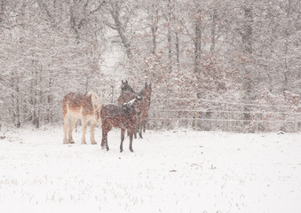 Four horses in a very heavy snowstorm, getting covered in snow