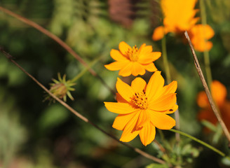 Yellow autumn flowers