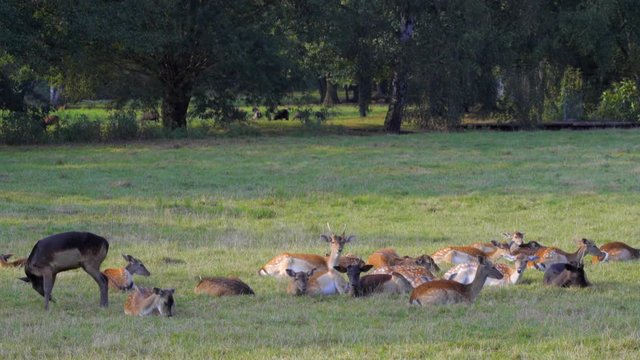 Reh Herde grast friedlich auf einer Wiese