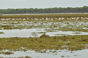 aves y marismas en las salinas del guadalquivir 