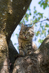 Chaton
