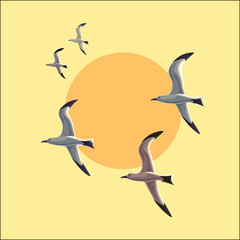 Seagull in flight against the sky