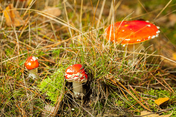 Fliegenpilze im Wald