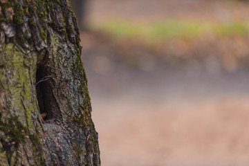 Old tree with beautiful bark and hollow squirrel in autumn forest