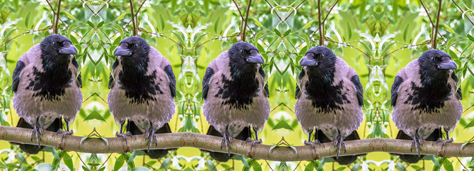 Row of suspicion crows on a tree branch on green background of summer leaves 