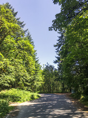 Fototapeta na wymiar Forest background with a hike trail 