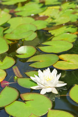 White water Lily (lat. Nymphaea) in a pond