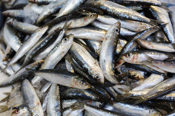 Fototapeta premium The fresh sprat