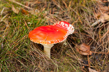 Fliegenpilze im Wald