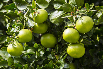 Orange tree with fruits ripen in the garden