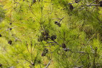 background of the Christmas tree branches with cones